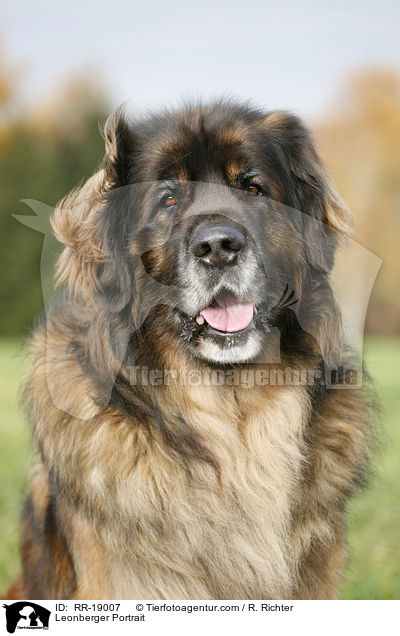Leonberger Portrait / Leonberger Portrait / RR-19007