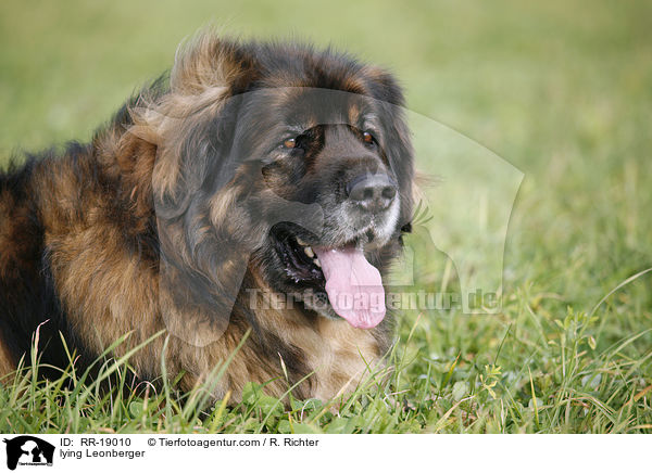 liegender Leonberger / lying Leonberger / RR-19010