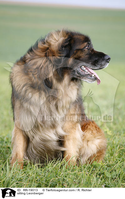 sitzender Leonberger / sitting Leonberger / RR-19013