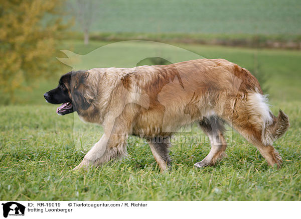 trotting Leonberger / RR-19019