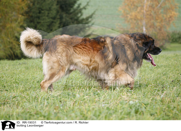 trotting Leonberger / RR-19031