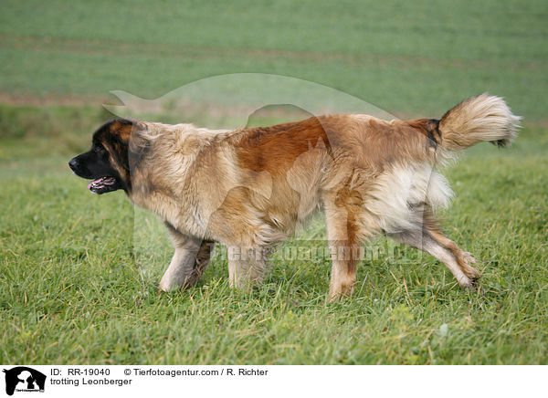 trotting Leonberger / RR-19040