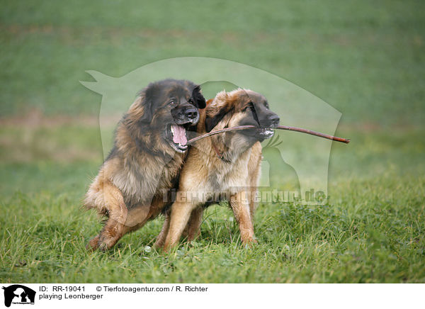 playing Leonberger / RR-19041