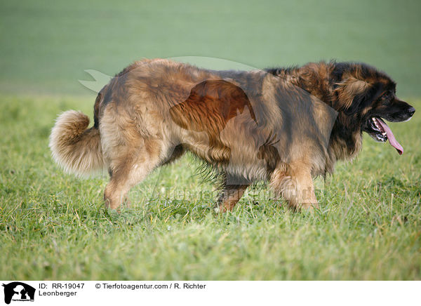 Leonberger / Leonberger / RR-19047