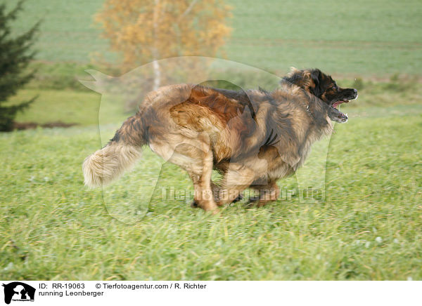 rennender Leonberger / running Leonberger / RR-19063