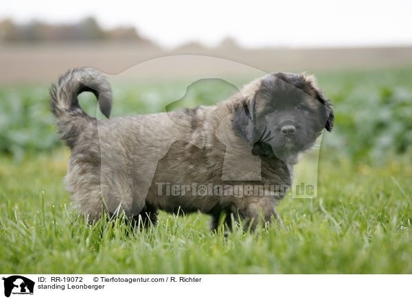 stehender Leonberger / standing Leonberger / RR-19072