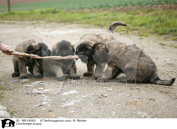 Leonberger puppy / RR-19093