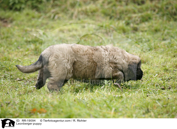 Leonberger Welpe / Leonberger puppy / RR-19094
