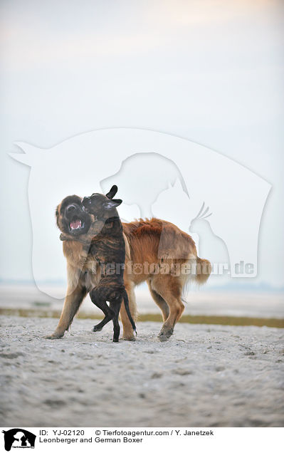 Leonberger und Deutscher Boxer / Leonberger and German Boxer / YJ-02120
