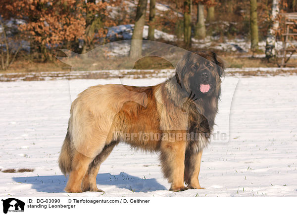 stehender Leonberger / standing Leonberger / DG-03090