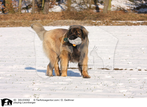 spielender Leonberger / playing Leonberger / DG-03092