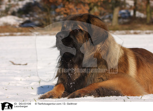 Leonberger / Leonberger / DG-03106