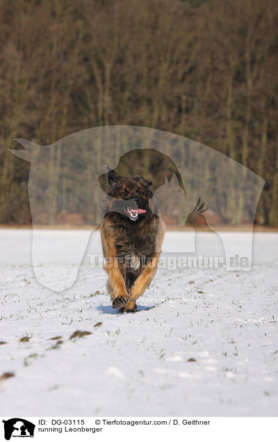 rennender Leonberger / running Leonberger / DG-03115