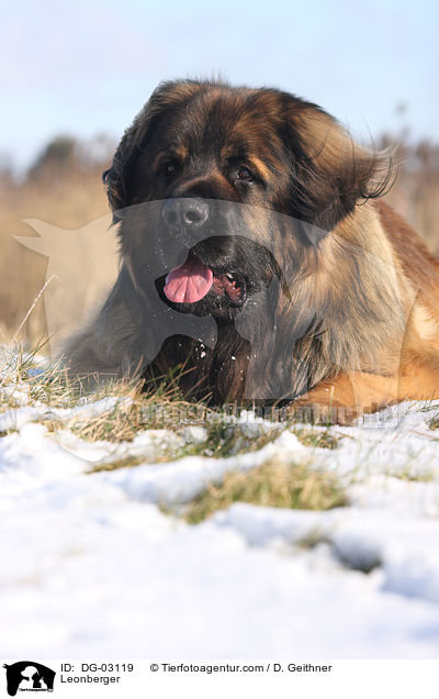 Leonberger / Leonberger / DG-03119