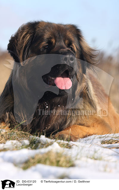 Leonberger / Leonberger / DG-03120