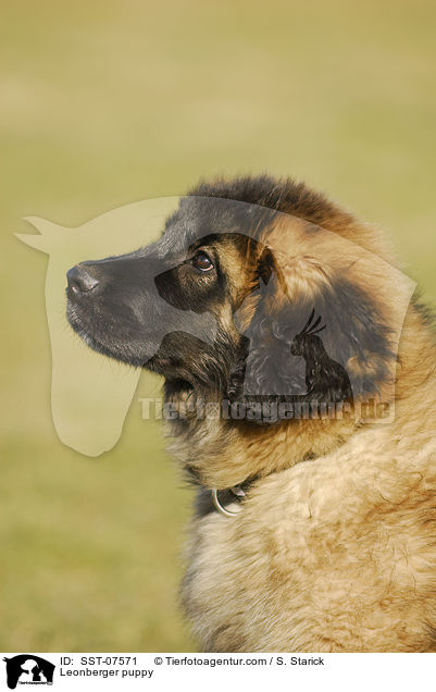 Leonberger Welpe / Leonberger puppy / SST-07571
