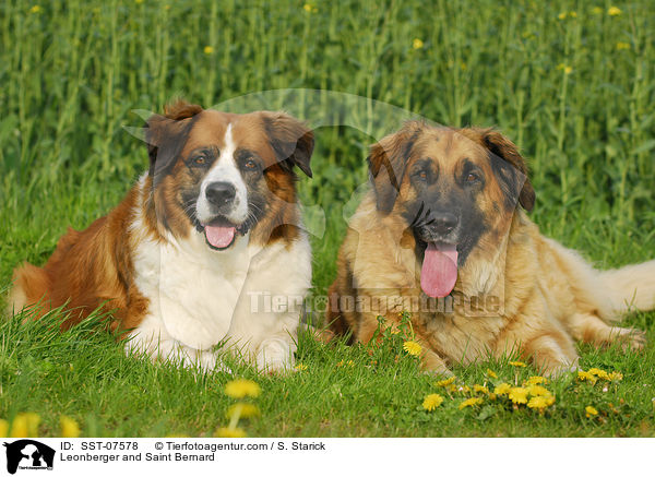 Leonberger und Bernhardiner / Leonberger and Saint Bernard / SST-07578
