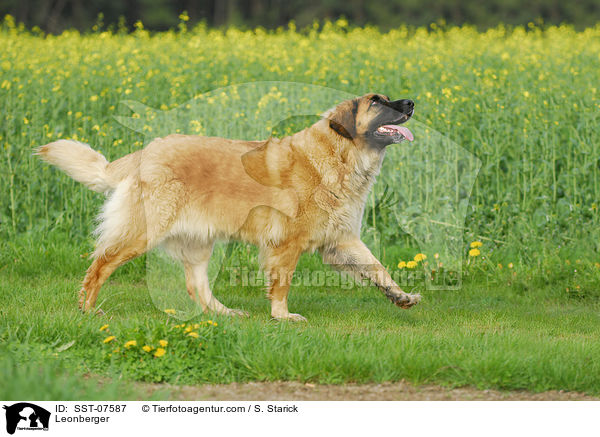 Leonberger / SST-07587