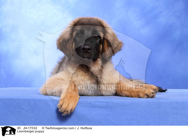 Leonberger Welpe / Leonberger puppy / JH-17032