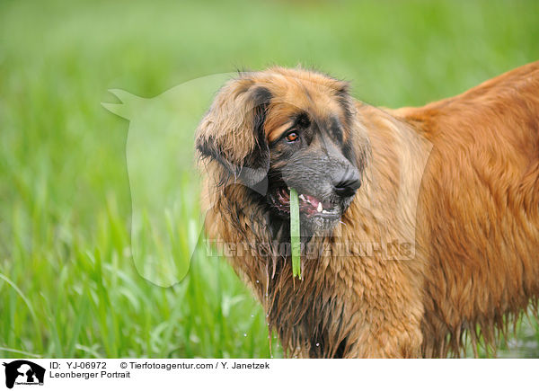 Leonberger Portrait / Leonberger Portrait / YJ-06972