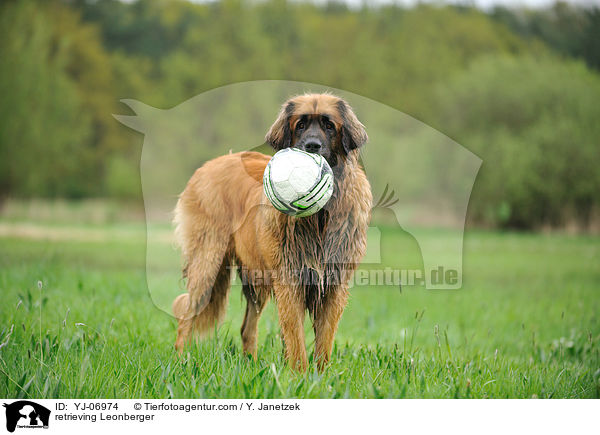 apportierender Leonberger / retrieving Leonberger / YJ-06974