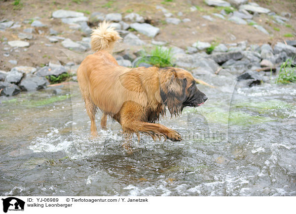 laufender Leonberger / walking Leonberger / YJ-06989