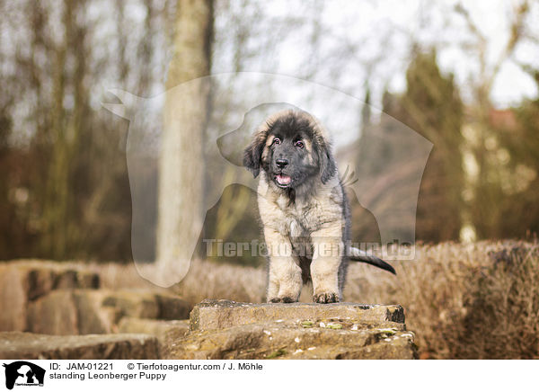 stehender Leonberger Welpe / standing Leonberger Puppy / JAM-01221