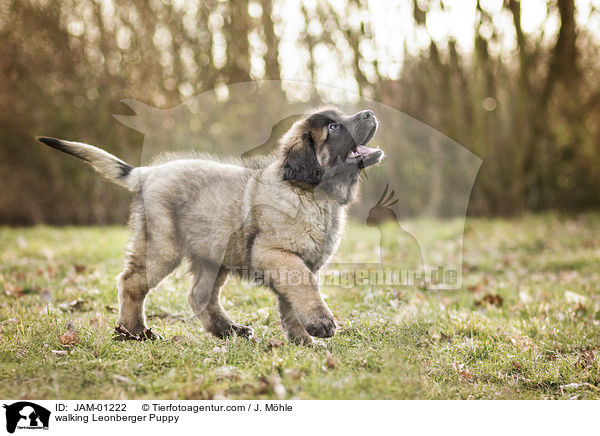 laufender Leonberger Welpe / walking Leonberger Puppy / JAM-01222