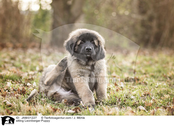 sitzender Leonberger Welpe / sitting Leonberger Puppy / JAM-01227