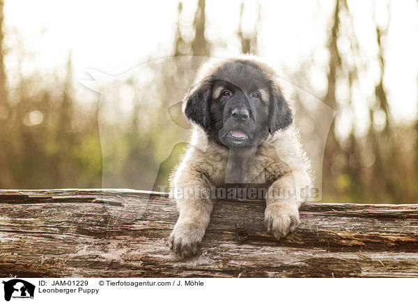 Leonberger Welpe / Leonberger Puppy / JAM-01229