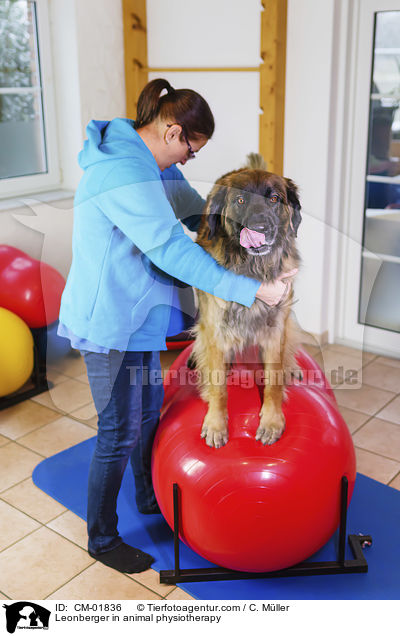 Leonberger bei der Tierphysiotherapie / Leonberger in animal physiotherapy / CM-01836