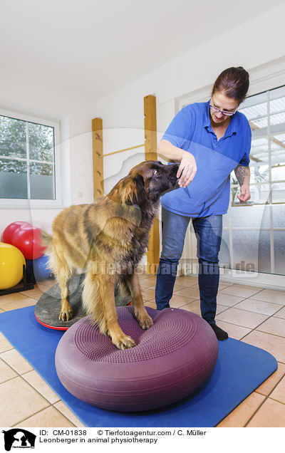 Leonberger bei der Tierphysiotherapie / Leonberger in animal physiotherapy / CM-01838