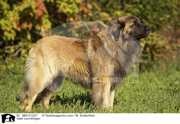 Leonberger Rde / male Leonberger / MIS-01227