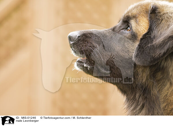 Leonberger Rde / male Leonberger / MIS-01246