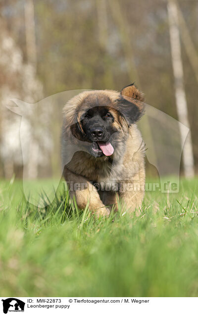 Leonberger puppy / MW-22873