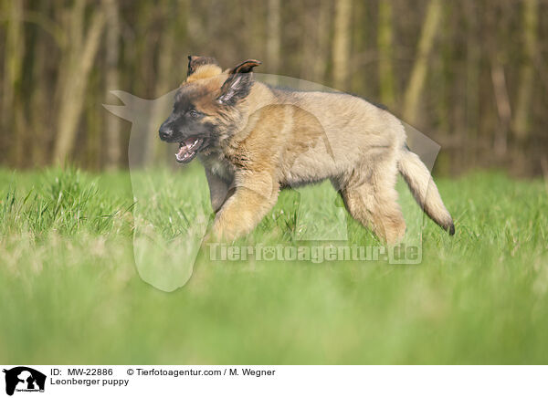 Leonberger puppy / MW-22886