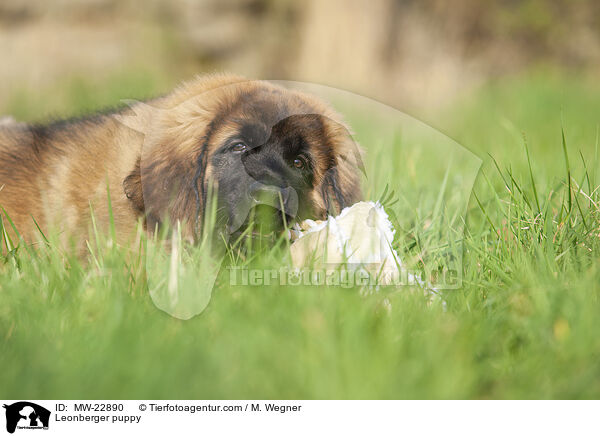 Leonberger Welpe / Leonberger puppy / MW-22890