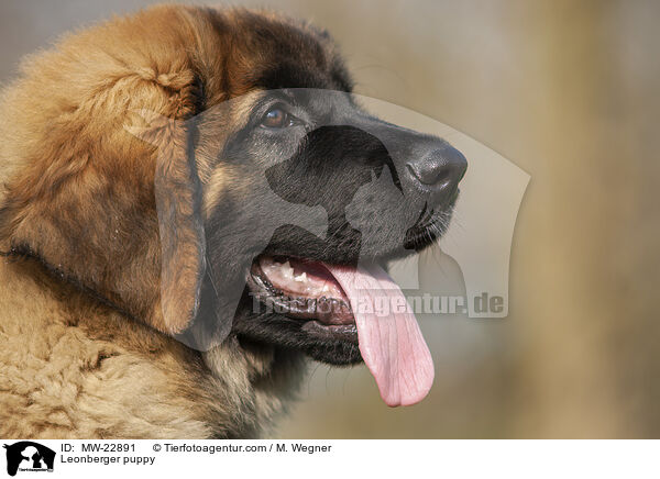 Leonberger Welpe / Leonberger puppy / MW-22891