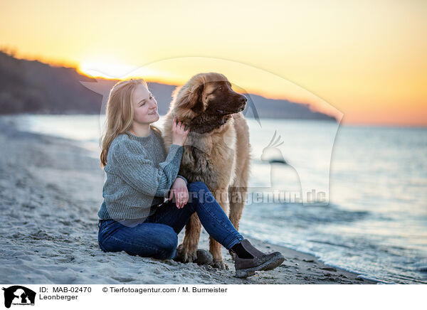 Leonberger / Leonberger / MAB-02470