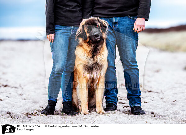 Leonberger / Leonberger / MAB-02774