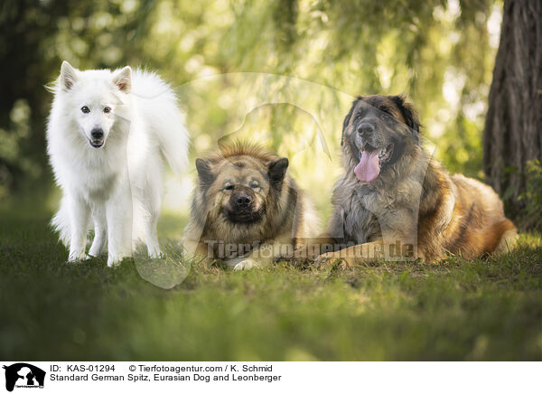 Mittelspitz, Eurasier und Leonberger / Standard German Spitz, Eurasian Dog and Leonberger / KAS-01294
