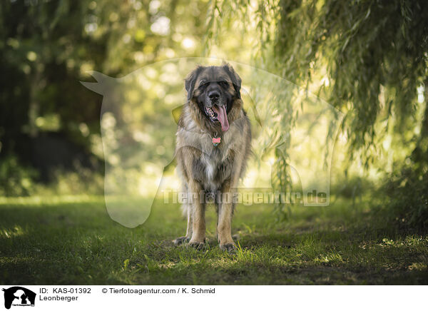 Leonberger / Leonberger / KAS-01392