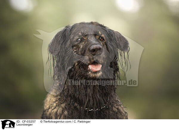 Leonberger / Leonberger / CF-03257