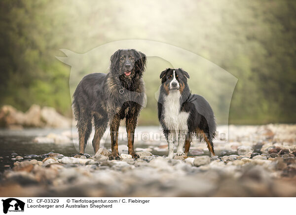Leonberger und Australian Shepherd / Leonberger and Australian Shepherd / CF-03329