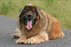 lying Leonberger