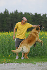 playing Leonberger