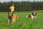 Leonberger and Saint Bernard