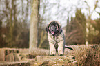 standing Leonberger Puppy