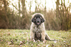 sitting Leonberger Puppy