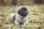 lying Leonberger Puppy